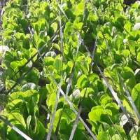 باغبان|خدمات باغبانی و درختکاری|خرمشهر, |دیوار