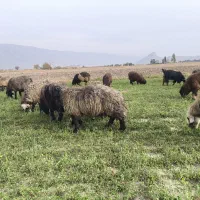 شیشک و میش داشتی|حیوانات مزرعه|فیروزآباد (فارس), |دیوار