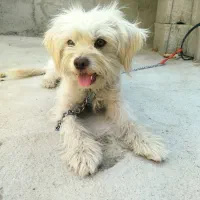 سگ شیتزو. پاپی