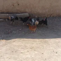 فروش مرغ وخروس|حیوانات مزرعه|شاهین دژ, |دیوار
