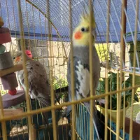 فروش طوطی عروس هلندی نر و ماده|پرنده|آستانه اشرفیه, |دیوار