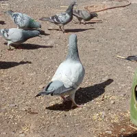 کفتر طاووسی جفت گاهی