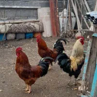 سه عدد خروس