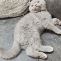 گربه اسکاتیش