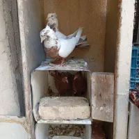 کفتر باز شهری .دم سرخ|پرنده|شیراز, نیستان|دیوار