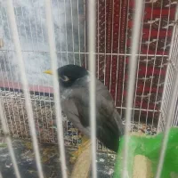 مینا|پرنده|مشهد, آبکوه|دیوار