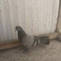 کفتر اصفهانی شکار.