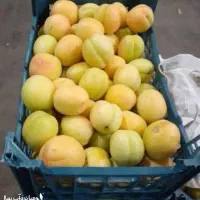 فروش تولید نهال زردالو|خدمات باغبانی و درختکاری|کرمانشاه, |دیوار