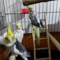 جوجه عروس هلندی|پرنده|پاکدشت, پاکدشت (مامازند)|دیوار