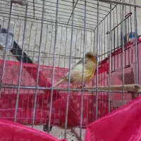 قناری ماده گلستر