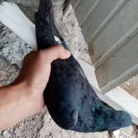 کبوتر فروشی نگین شهر|پرنده|آزادشهر, |دیوار