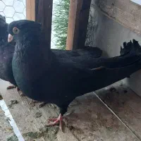 جفت زاغ صرب اتریش|پرنده|اصفهان, چشمه باقرخان|دیوار