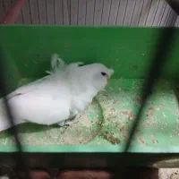 مرغ عشق پروانه ای