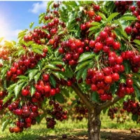 کود اورگانیک افزایش تناژ ۳۰درصدی و کاهش سم دهی