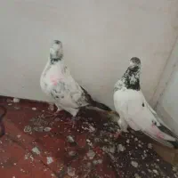 یه جو کبوتر مخصوص جوجه کش