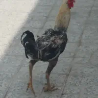 مرغ