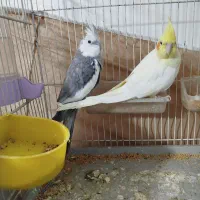 عروس هلندی مولد