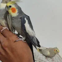 عروس هلندی سخنگو