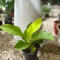 گلخانه شهر سبز|گل و گیاه طبیعی|کازرون, |دیوار