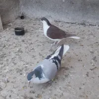 کفتر شامی ،سینه سیاه، ساده،|پرنده|جلیل آباد, |دیوار