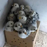 جوجه سبرایت۲۵روزه انگلیسی فول کیفیت