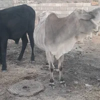 گاو محلی|حیوانات مزرعه|بم پشت, |دیوار