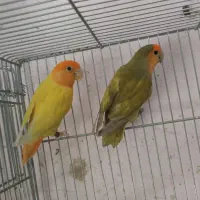 جفت طوطی برزیلی اوپال|پرنده|شیراز, پانصد دستگاه ارتش|دیوار