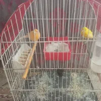 قناری جفت زرد وسرخ با سه عددتخم