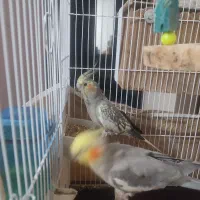 عروس هلندی|پرنده|نسیمشهر, |دیوار