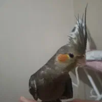 عروس هلندی گم شده|حیوانات|آبادان, |دیوار