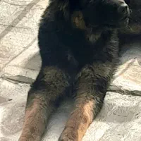 سگ ،ژرمن شوالین ،بلاک فیس