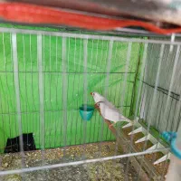 فنج رو جوجه