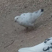 سه عدد کفتر فروشی|پرنده|دماوند, دماوند|دیوار