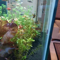 فروش آکواریوم پلنت کامل و حرفه ای|ماهی|تبریز, |دیوار