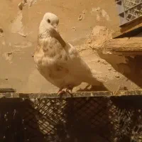 طوقی درجه یک|پرنده|اسلام‌‌آباد غرب, |دیوار