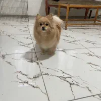 سگ پامرین|سگ|کرمانشاه, |دیوار