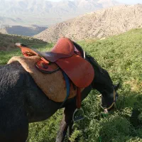 اسب نریان