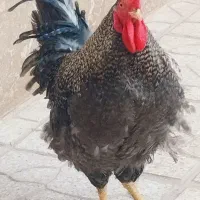 ۲ نیمچه خروس و ۱ خروس