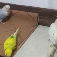 پرنده عروس هلندی  مرغ عشق طوطی برزیلی