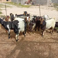 فروش چند راس بزجوان