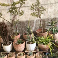 فروش گل یکجا به صورت توافقی|گل و گیاه طبیعی|اسلامشهر, باغ فیض|دیوار