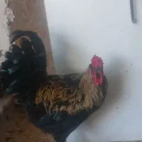 یک عدد خروس  چهل تاج