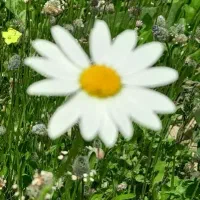 گل بابونه م ه ر ب ا ن ی(متن اگهی رو بخون)