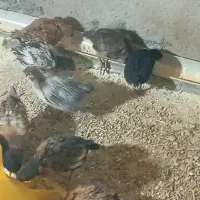 جوجه گلپایگان