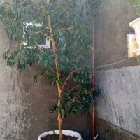 گل بنجامین