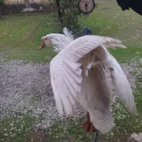 غاز|حیوانات مزرعه|شاندرمن, |دیوار