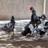 تخم نطفه دار امروک گلین وبلک استار|حیوانات مزرعه|مشهد, بهمن|دیوار