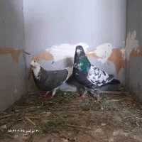 زاغ آلمانی درجه یک|پرنده|خاش, |دیوار