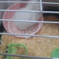 خرگوش|موش و خرگوش|اهواز, کیانشهر|دیوار