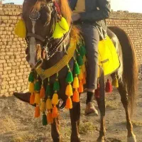 اسب|اسب و تجهیزات اسب‌سواری|کوهدشت, |دیوار